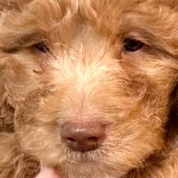 Bentley - Goldendoodle puppy from Perfect Fit Poodles & Doodles
