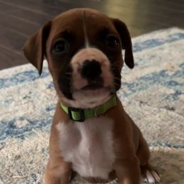 Green - Fawn Boxer puppy in Pikeville, Tennessee from AG Mountain Boxers