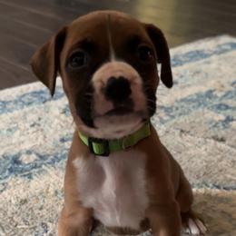 Green - Fawn Boxer puppy in Pikeville, Tennessee from AG Mountain Boxers