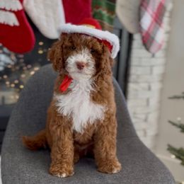 Cookie - Red  female Goldendoodle puppy in St George, Utah from Doodle Bears of Southern Utah