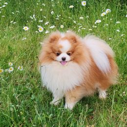 Zyrus - Pomeranian
