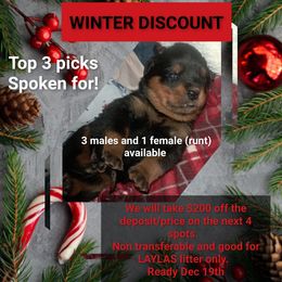 Boy 3 - Black and mahogany male Rottweiler puppy in De Witt, Iowa from Irish Eyes Kennels