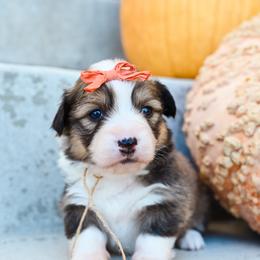Cotton Candy - Sable female Pembroke Welsh Corgi puppy in Mona, Utah from Sorensen Corgis