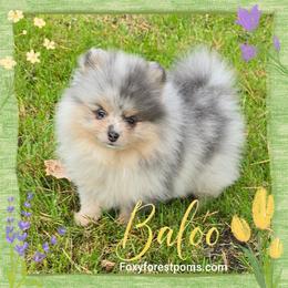 Baloo - AKC - Blue merle male Pomeranian puppy in Eatonville, Washington from Foxy Forest Poms