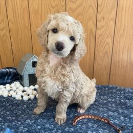 DUNCAN - Brown Collar Boy - Cream male Poodle puppy in Charlo, Montana from Heavenly Hilltop Farm
