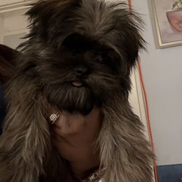 Male 3 Macho - Brindle male Shorkie puppy in Albemarle, North Carolina from Wilson Kennel