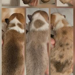 Boy 4 - Red male Pembroke Welsh Corgi puppy in Tomball, Texas from Larsen Loved Corgis