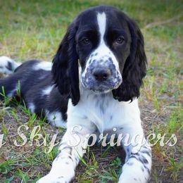 Male5 - Black and white male English Springer Spaniel puppy in Great Falls, Montana from Big Sky Springers