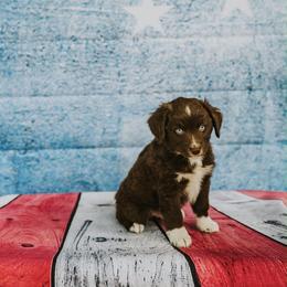 Kat - Red & white male Miniature American Shepherd puppy in Enumclaw, Washington from Mount Peak Mini American Shepherds