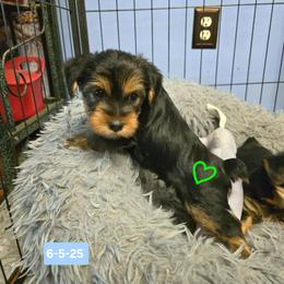 Yorkshire Terrier Puppies from Kathryn's Yorkies