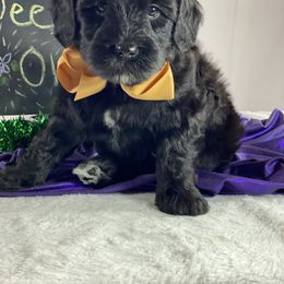 Australian Labradoodle Puppies from Happy Tails Labradoodles