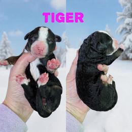 Tiger - Tri-color female Bernedoodle puppy in Banner Elk, North Carolina from Walnut Tree Bernedoodles