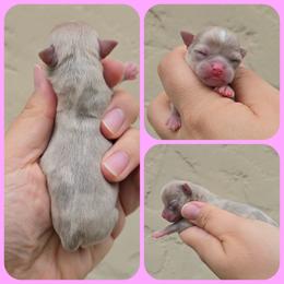 Merle - Merle female Chihuahua puppy in Vineland, New Jersey from Royal Companion's