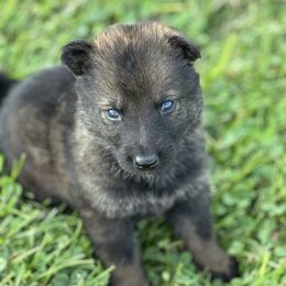 Green collar - Sable male German Shepherd puppy in Osco, Illinois from Sonnenhügel Kennel, LLC