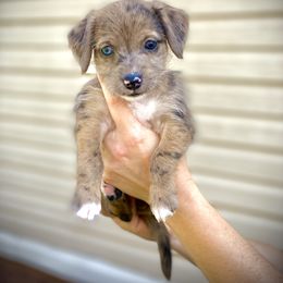 Aussiedoodle and Leopardoodle Puppies from A Puppy Crush