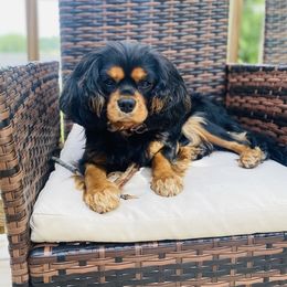 Lady - Cavalier King Charles Spaniel