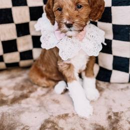 Candy Cane - Red  female Goldendoodle puppy in Lakeland, Florida from Rolling Oak Doodles