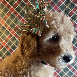 Assorted Doodle Crosses and Goldendoodle Puppies from Little Acre Doodles
