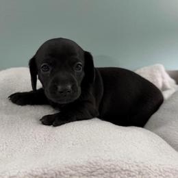 Midnight (CKC) - Black male Dachshund puppy in Live Oak, Florida from Johnson’s Weiner Farm