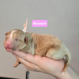 Blossom - Cream female Goldendoodle puppy in Summerville, South Carolina from Channys Doodles