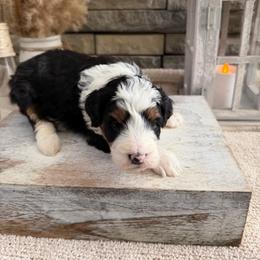Kendall - Tri-color female Bernedoodle puppy in Hackleburg, Alabama from The Doodle Patch