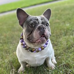Pandi - French Bulldog