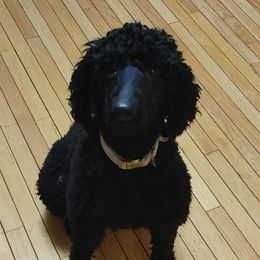 Ava - Poodle