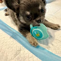 Ralphie - Blue and tan male Chihuahua puppy in Huntington Beach, California from Amy’s Chihuahuas