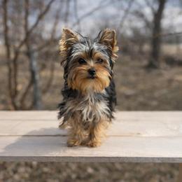Shorty - Blue and gold male Yorkshire Terrier puppy in Daleville, Indiana from Monarch Yorkshire Terriers