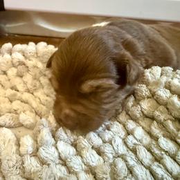 Cinnamon - Red tri female Miniature Australian Shepherd puppy in Gatesville, Texas from Southern Promise Aussie’s