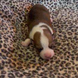 Sable Female 2 - Sable female Pembroke Welsh Corgi puppy in Weatherford, Texas from Flyin H Corgi’s