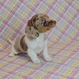 Dachshund Puppies from Newbern's Nuggets