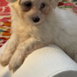 Lucky 2 - White male Coton de Tulear puppy in Florida from Dynasty Cotons of Florida