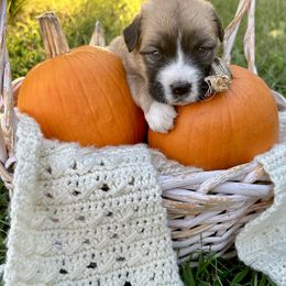 Caucasian Shepherd Dog, Labradoodle, and Saint Bernard Puppies from Blue Line Kennels