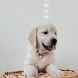 Golden Retriever Puppies from Eagle River Golden Retriever Farm