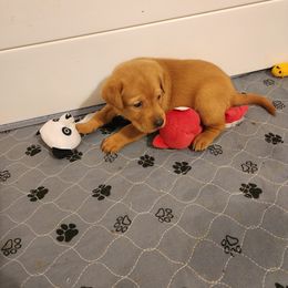 Labrador Retriever Puppies from Kelley's Red Clay Labradors