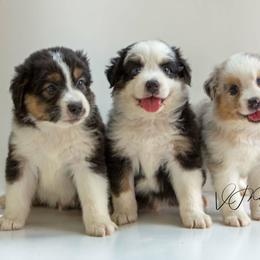 Aussiedoodle and Australian Shepherd Puppies from Double M Aussies