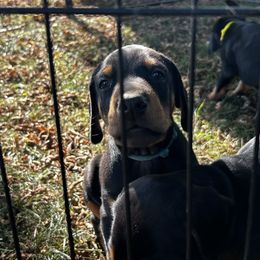 Blue - Black and rust male Doberman Pinscher puppy in Lynn, Michigan from Creekside Dobermans