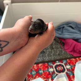 Bandit - Dapple male Dachshund puppy in Atchison, Kansas from Birkin’ Paws