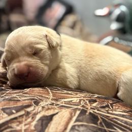 Black Male (yellow) - Yellow male Labrador Retriever puppy in Moore, Oklahoma from Okiehuntinboyz Labrador Retrievers