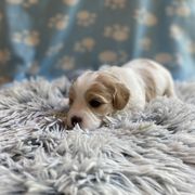 Cavachon Puppies from Brooke Erhard