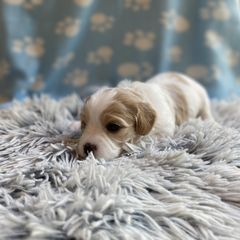 Cavachon Puppies from Brooke Erhard