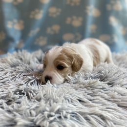 Cavachon Puppies from Brooke Erhard