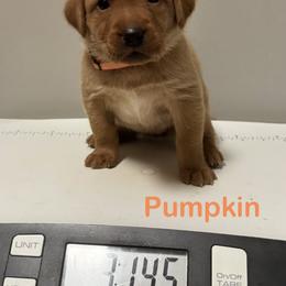 Pumpkin - Yellow female Labrador Retriever puppy in Tigard, Oregon from Morrison Labrador Retreivers