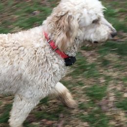 Aussiedoodles, Goldendoodles, and Poodles from Country Poos and Dos