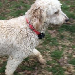 Aussiedoodles, Goldendoodles, and Poodles from Country Poos and Dos