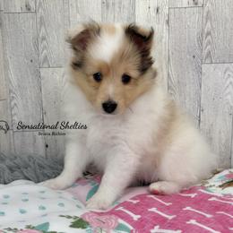 Shetland Sheepdog puppies from Sensational Shelties