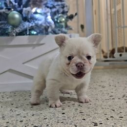 Ginger - Cream female French Bulldog puppy in Fisher Island, Florida from Stack Pack Frenchies
