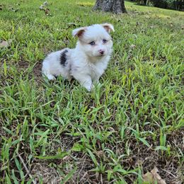 Biscuit - Blue male Pembroke Welsh Corgi puppy in Norwood, Missouri from McGraw's Paws 🐾
