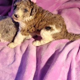 Poodle Puppies from Choco Poodles